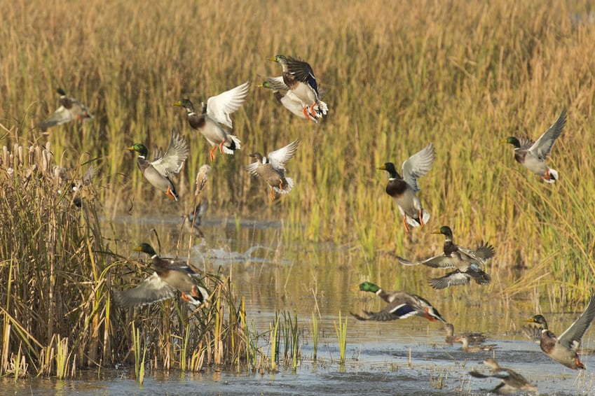 ducks flying up out of the water during a hunt