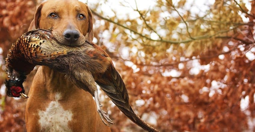 Hunting Tips: How Do You Pick the Best Rifle Scope?