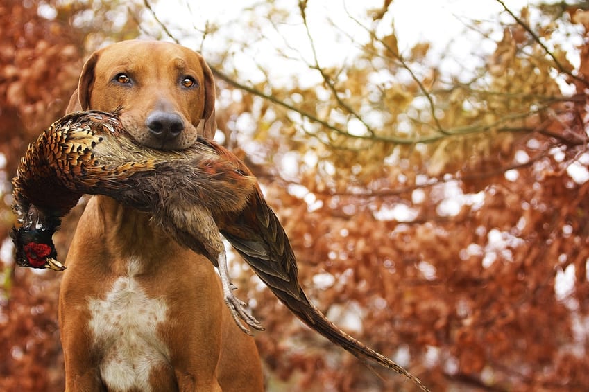 Sitting Ridgeback holds in its mouth pheasant