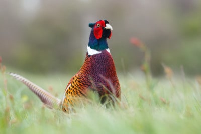 Pheasant hunting tips from the best hunters