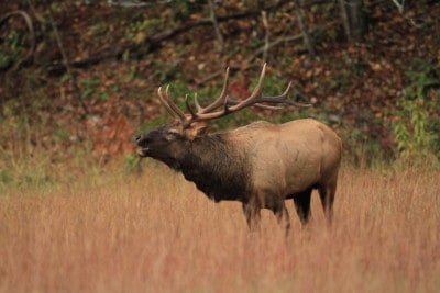 Elk hunting tips: how to track an elk