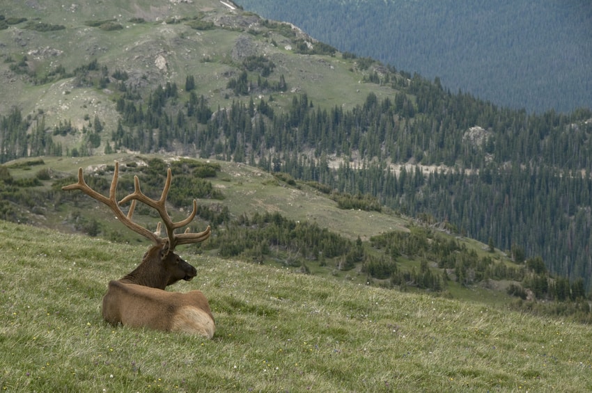 Tracking elk- Bull elk laying on mountain 