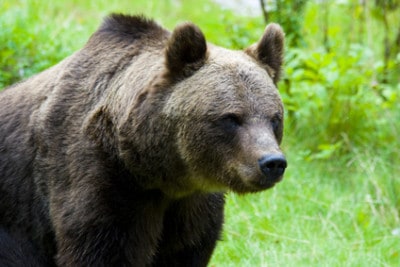 Bear Hunting Tips: How Do You Survive a Bear Attack?