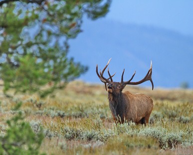 elk hunting tips- bull calling