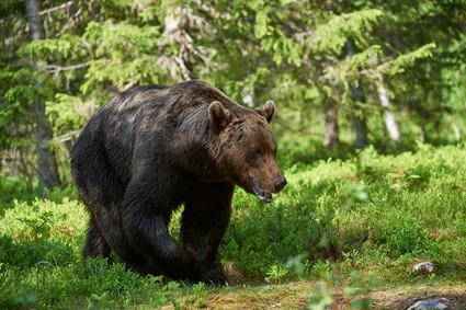 Big brown bear