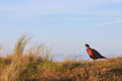 What Are the Biggest Mistakes Made When Pheasant Hunting?