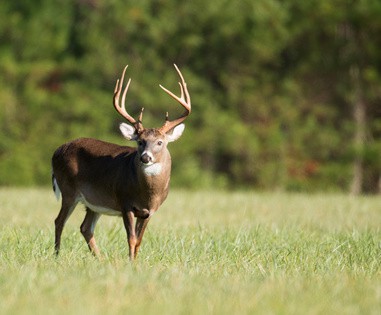 Large white-tailed deer buck