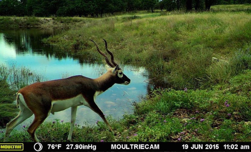 Moultrie-M-990i-Gen-2-Night-Photo