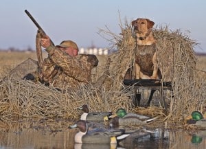 All The Duck Hunting Tips You’ll Ever Need