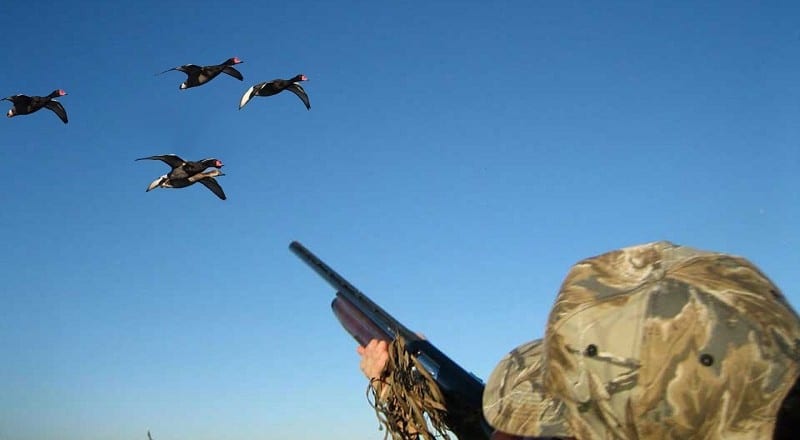 All The Duck Hunting Tips You’ll Ever Need