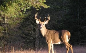 Southern Wisconsin Hunting