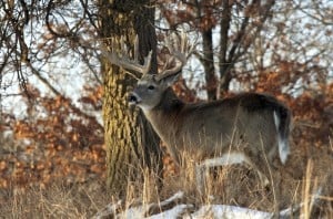 Whitetail Deer Hunting Location