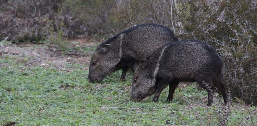 Top 10 States to Hunt Hogs in the USA