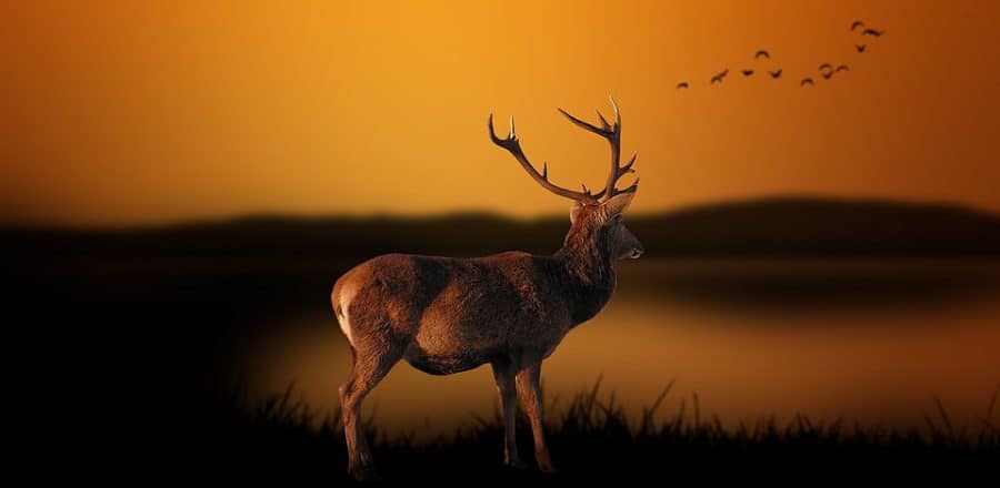How to Hunt Deer That Are Coming In At Night
